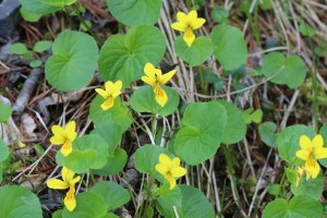 viola biflora (2) (1200 x 800)